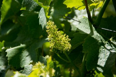 Chardonnay feinherb