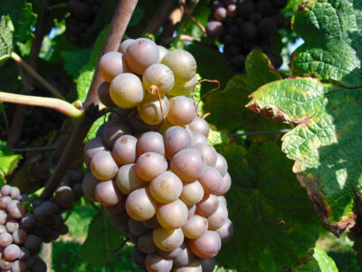 Gewürztraminer feinfruchtig - aromatisch
