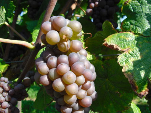 Gewürztraminer feinfruchtig - aromatisch