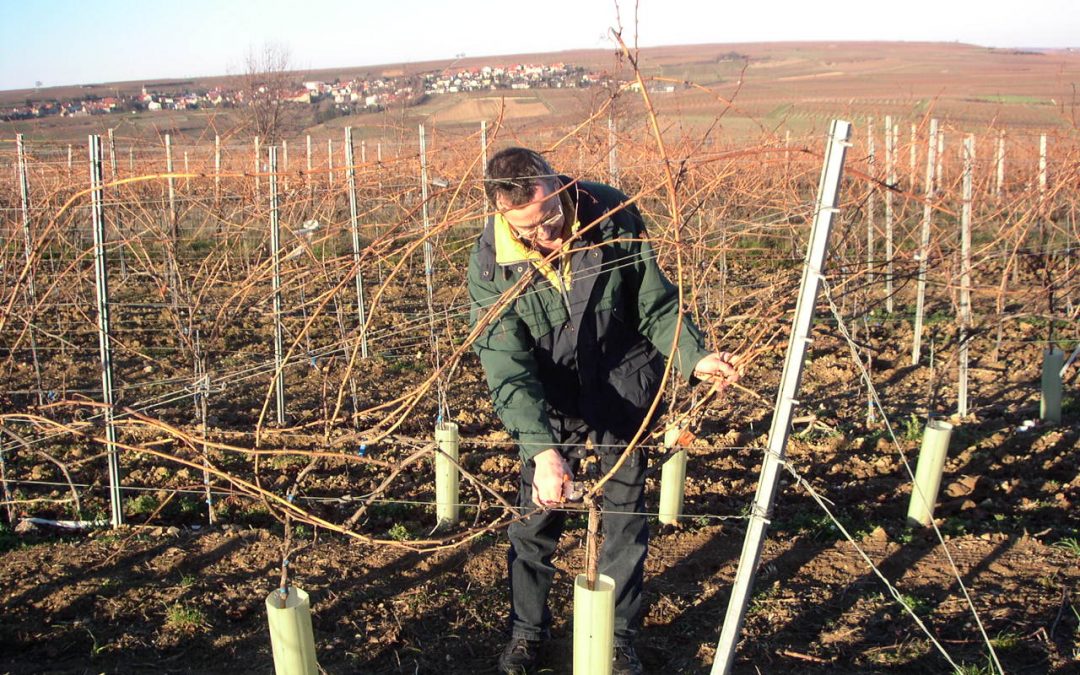 Weinberge schneiden, Arbeiten im Winter