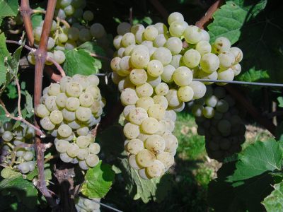 2024 Riesling trocken WG