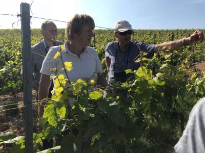 Secco Weiß Trocken Perwein mit zugesetzter Kohlensäure