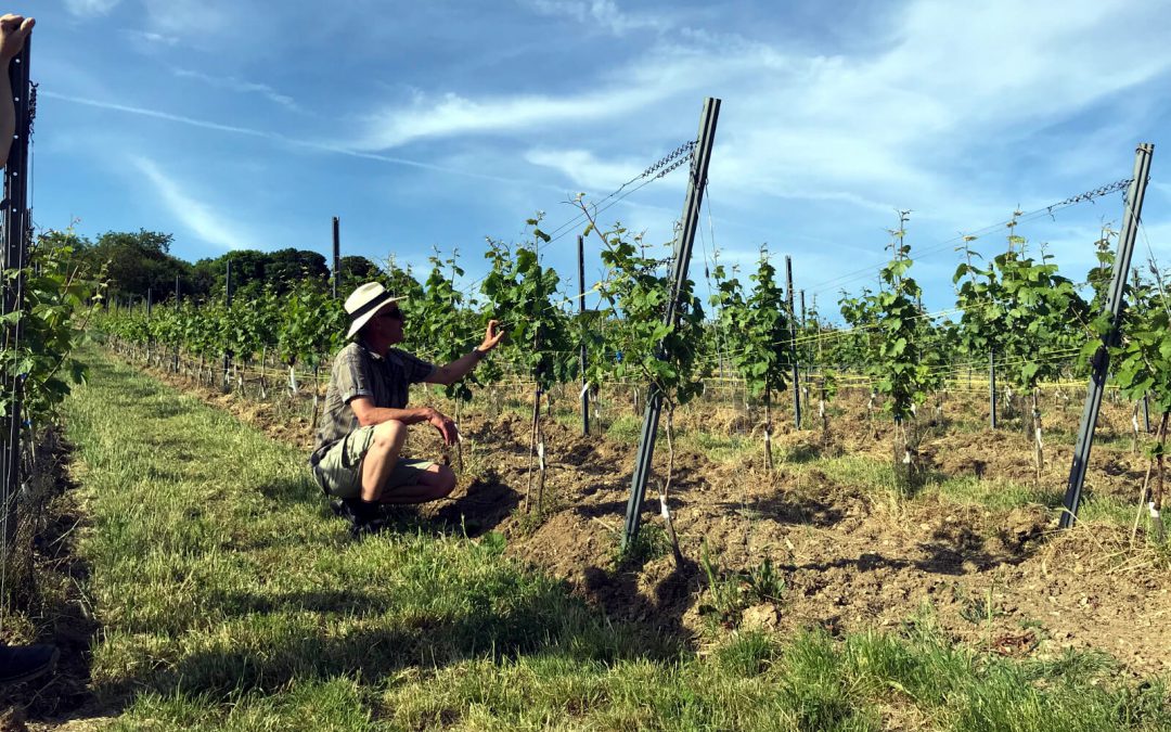 Weinsafari Juni 2019 ein Erlebnisbericht