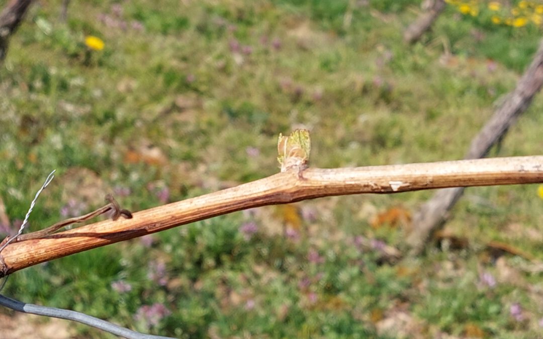 mögliche Fraßschäden an den kleinen Knospen durch Rhombenspanner – Würmer