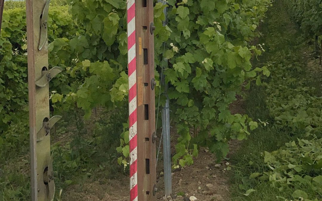 kurz vor der Ernte