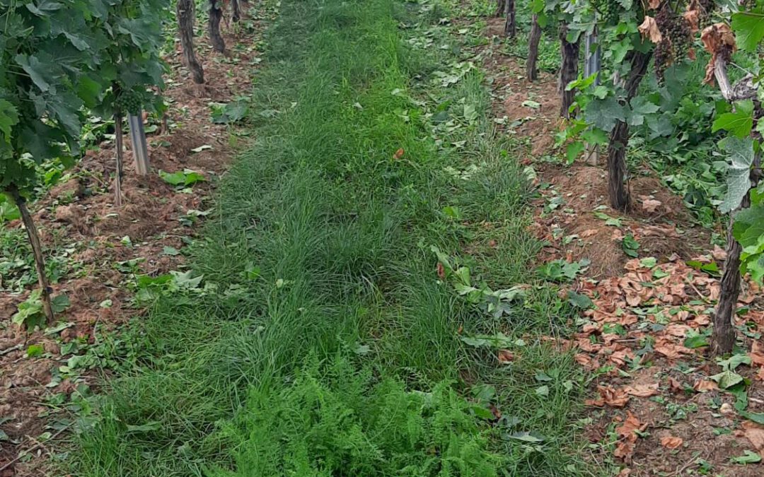 Weinbergarbeit im August