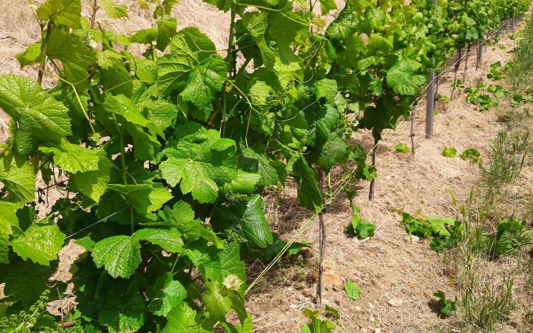 nächster Vegetationsschritt – Arbeitsschritte im Wingert ( Weinberg )