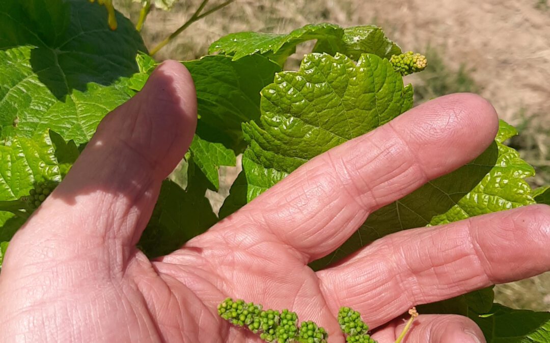Vegetation im Weinberg