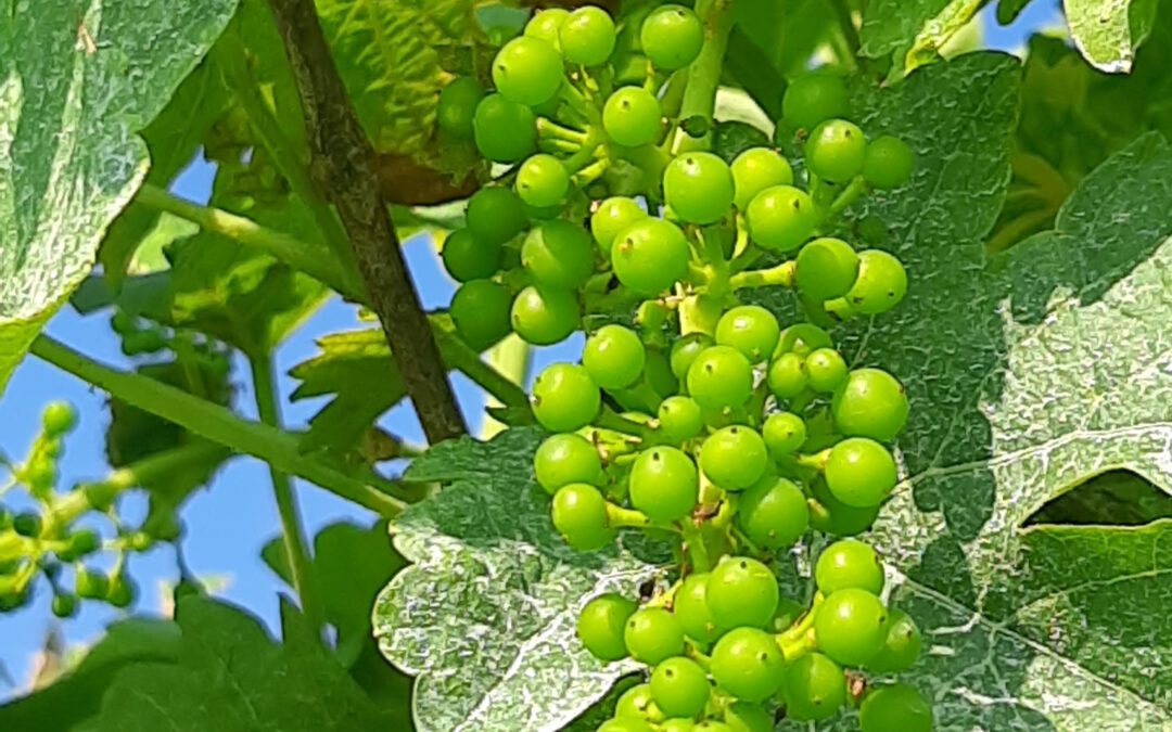 die Vegetation schreitet voran